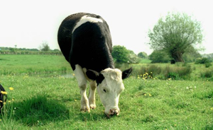 Freisian Cow