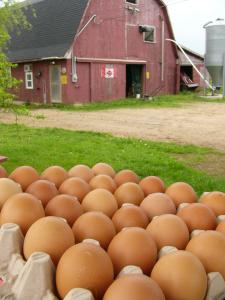 organic eggs