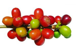 Coffee Cherries