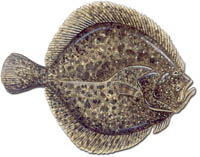 turbot