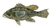 Black Sea Bass