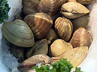 littleneck clam