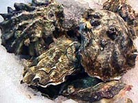 pacific oyster