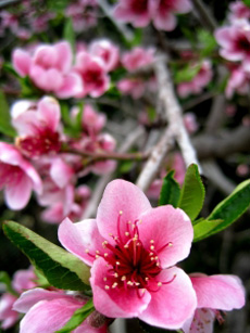 Cherry Blossoms