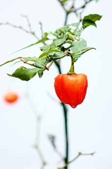 Habanero Chile On Vine