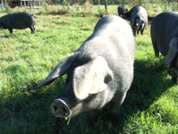 Large Black pig