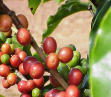 Coffee Cherries (Beans)