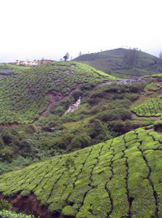 Tea Garden