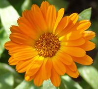 calendula blossom calendula blossom