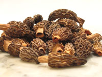 Morels