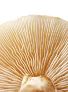 Mushroom Gills Mushroom Gills