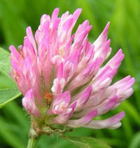 Clover Blossom Clover Blossom