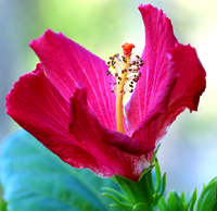 Hibiscus Blossom hibiscus
