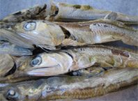 Sardines