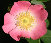 sweetbrier rose