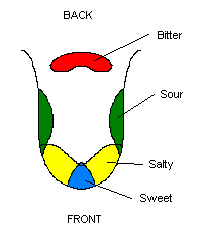 Tongue Chart Taste Buds