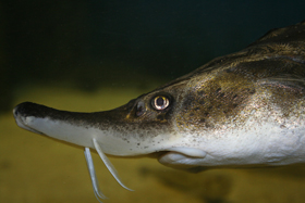 Sturgeon