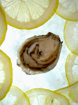 Oyster