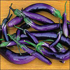 Eggplant