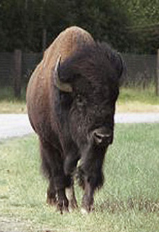 Bison/Buffalo 3874 3731 7038 Longhorn/Cattle 3801 3749 7183 Western Acw G8 