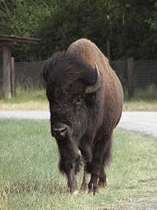 Bison african american buffalo vs Bison vs.