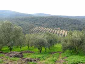 Olive Groves