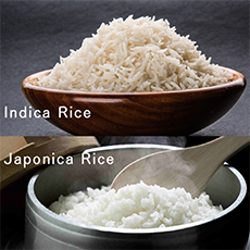 Indica Rice vs. Japonica Rice