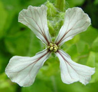 Arugula Flowers Edible Arugula Flowers Edible