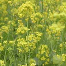 Mustard Flowers Mustard Flowers