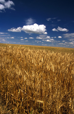 Wheat Field