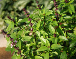 Thai Basil