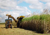 harvesting