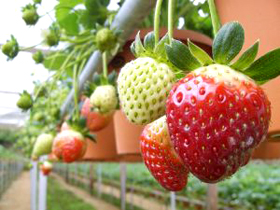 Strawberries