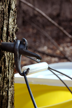 Collecting Maple Syrup