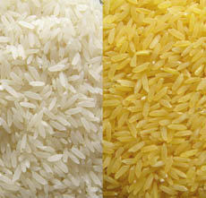 Golden Rice