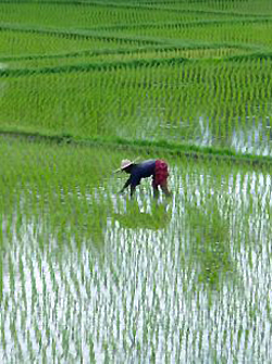 Rice Farmer