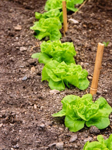 Greens growing in the ground