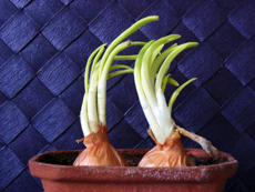 overgrown onions in a pot