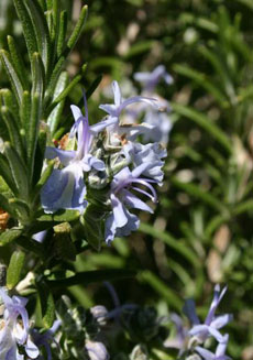 rosemary