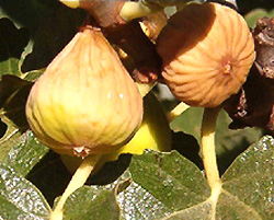 Calabacita Figs