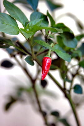 Aji Chile