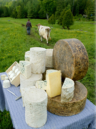 Jasper Farms Cheese
